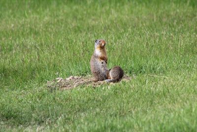 Squirrel sitting on grass