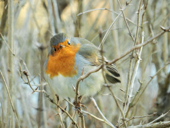 Close-up of bird perching outdoors