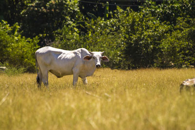 Cow standing in a field