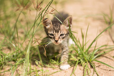 Portrait of tabby cat