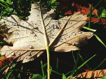 Close-up of autumn leaf on grass