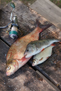 High angle view of fish in container