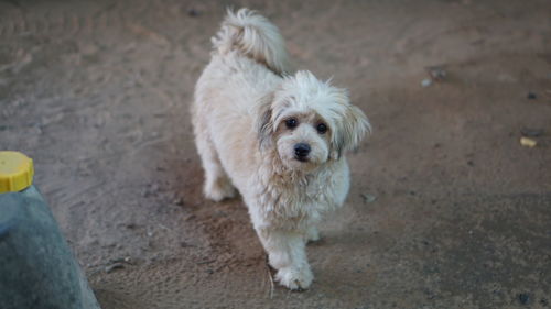 High angle portrait of dog standing on land