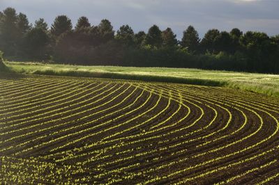 Scenic view of agricultural field against sky