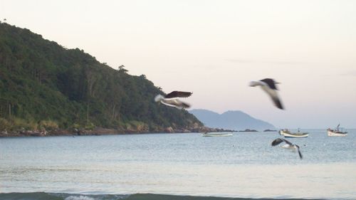 Birds flying over sea against clear sky