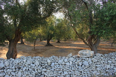 Trees and pebbles in sunlight