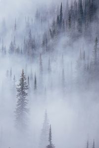 Idyllic view of pine trees in foggy weather