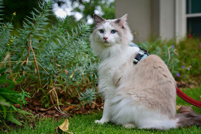 One fluffy ragdoll cat