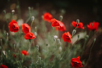 Close-up of red poppy flowers blooming outdoors