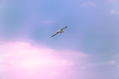Low angle view of seagull flying in sky