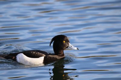 Close up of a tufted duck swimming