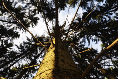 Low angle view of trees against sky