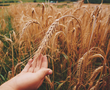 Close-up of wheat crops on field