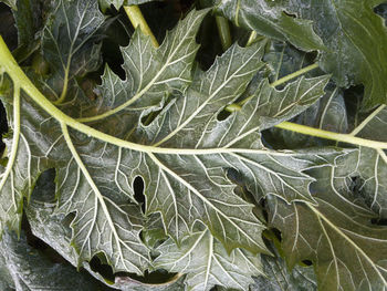 Full frame shot of fresh green plant