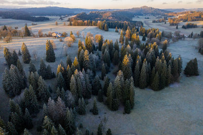 High angle view of pine trees during winter