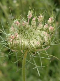 Close-up of flowers