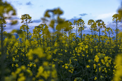 Yellow flowering plants on field