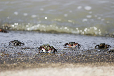 View of crab on beach