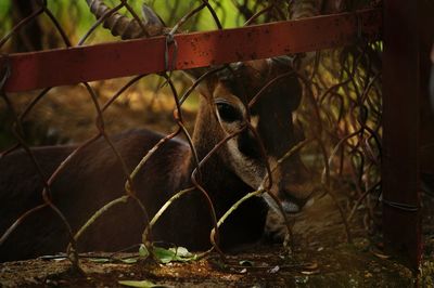 Close-up of horse in cage at zoo