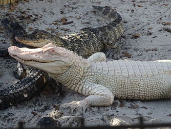 High angle view of crocodile on land