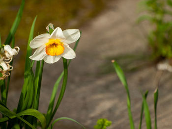 Close-up of white flowering plant