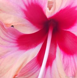 Close-up of pink flower