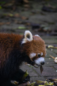 Close-up of an animal