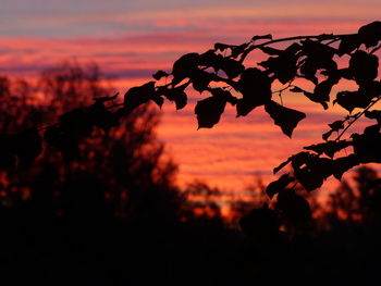 Close-up of silhouette tree against sky during sunset