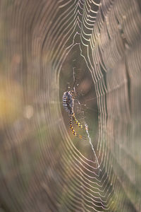 Close-up of spider on web