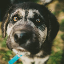 Close-up portrait of dog