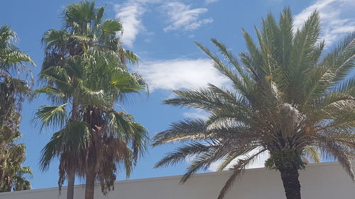 Low angle view of palm trees against blue sky