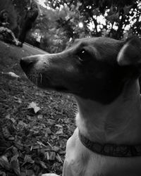Close-up of dog