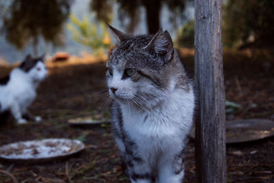 Close-up of a cat looking away