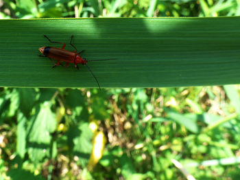 Close-up of insect on leaf