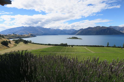 Scenic view of agricultural field against sky