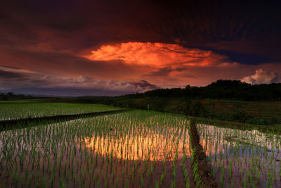 Scenic view of agricultural field against sky during sunset