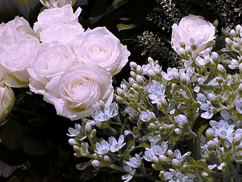 Close-up of flowers blooming outdoors