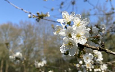 Close-up of cherry blossoms against sky