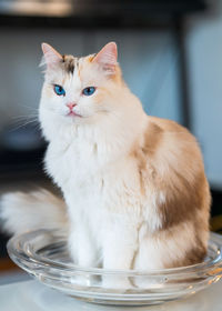 Close-up portrait of ragdoll cat