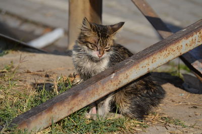 Cat relaxing on a field