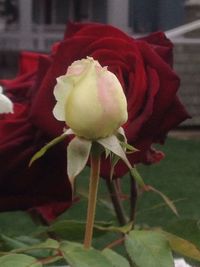 Close-up of rose blooming outdoors