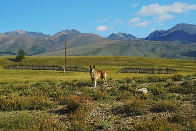 View of sheep on field against mountain range