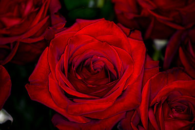 Close-up of red rose