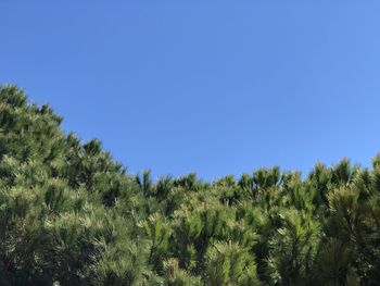 Plants and trees on field against clear blue sky