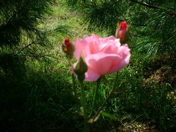 Close-up of red poppy flower blooming on field