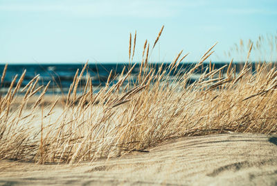 Grass at sandy beach