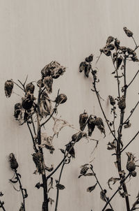 Close-up of wilted plant against wall