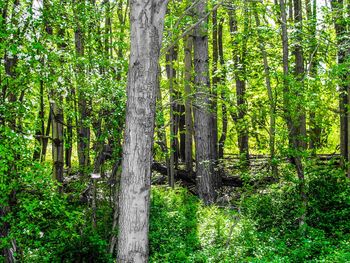 View of trees in forest