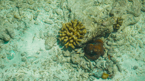 High angle view of coral in sea