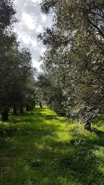 Scenic view of trees on field against sky